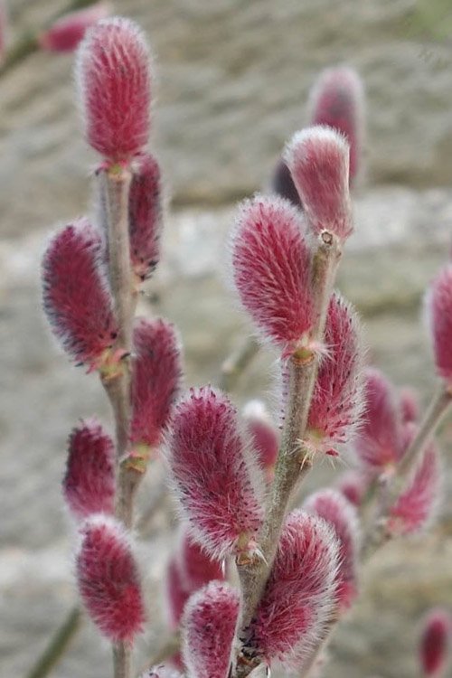 Japanese Pussy Willow - Salix gracilistyla MOUNT ASO