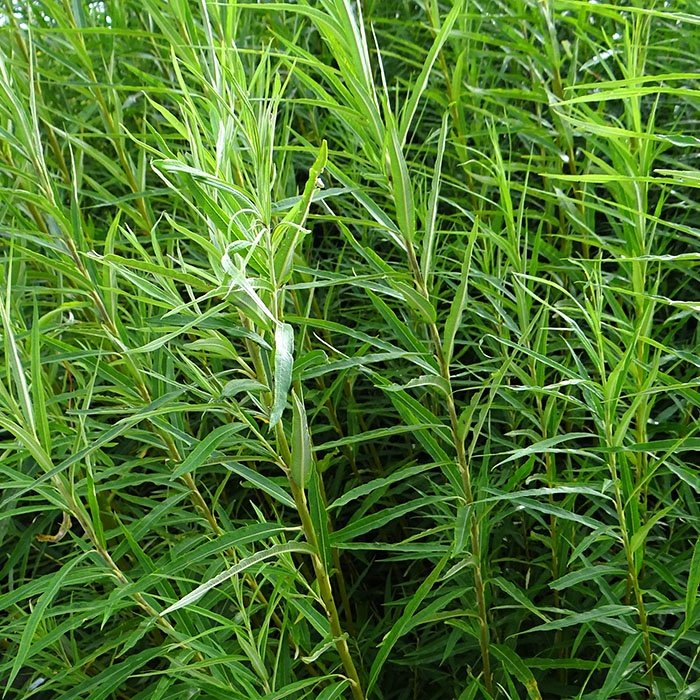 Osier-Basket Willow - Salix viminalis