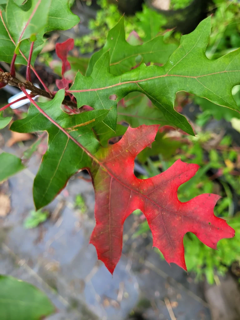 Shumard Oak - Quercus shumardii