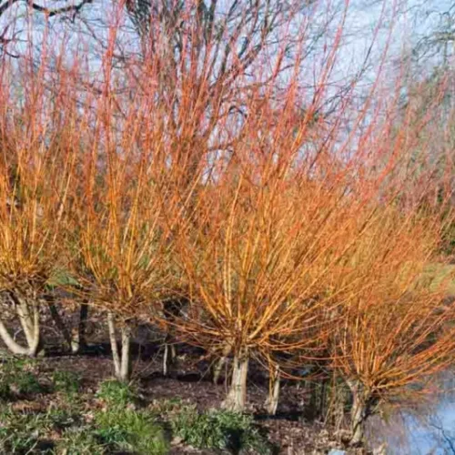 How to grow Golden Willow (Salix alba Vitellina)