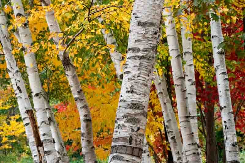 Paper Birch - Betula papyrifera