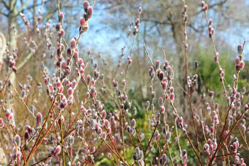 Japanese Pussy Willow - Salix gracilistyla MOUNT ASO