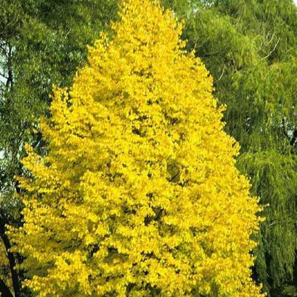 Small-leaved Lime Greenspire - Tilia cordata Greenspire
