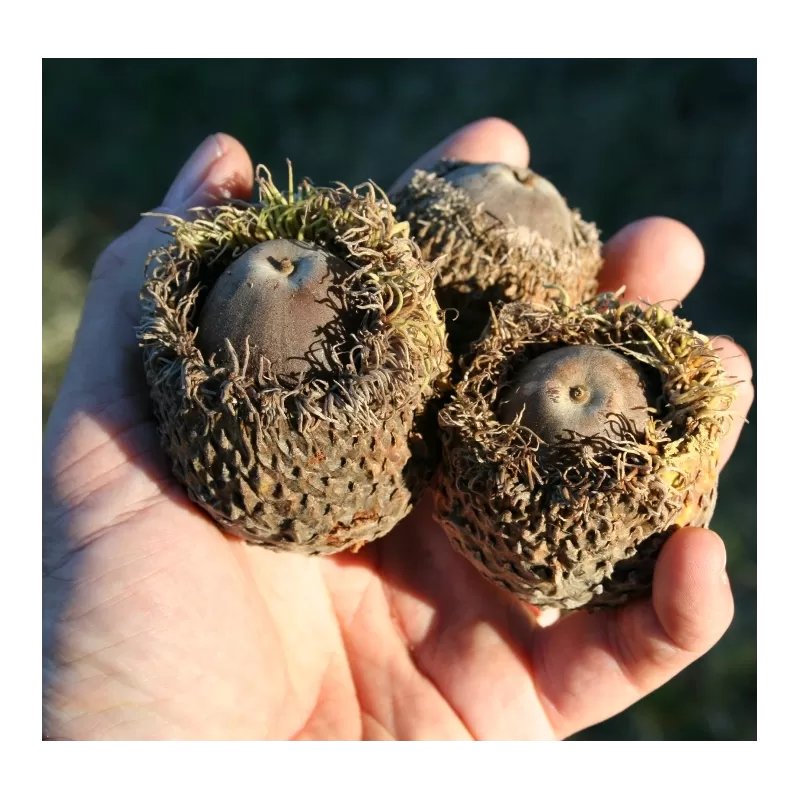 Burr Oak - Quercus macrocarpa