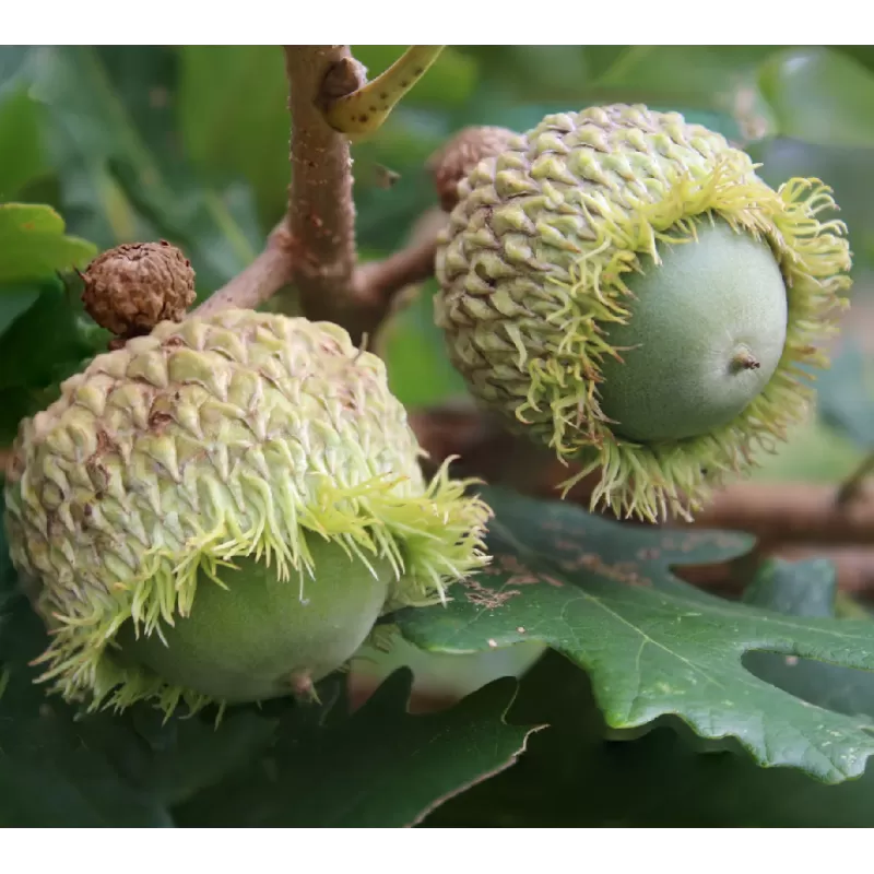 Burr Oak - Quercus macrocarpa