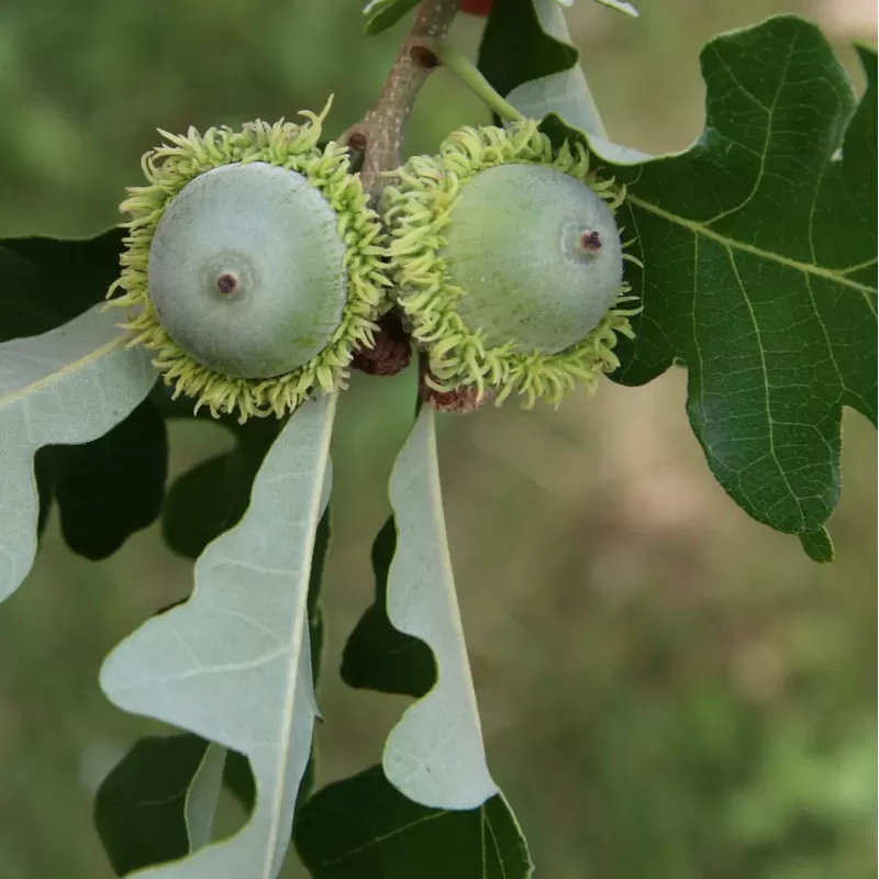 Burr Oak - Quercus macrocarpa