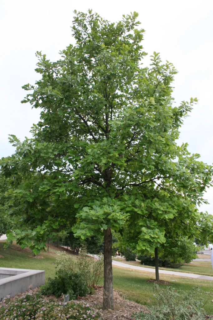 Swamp White Oak - Quercus bicolor