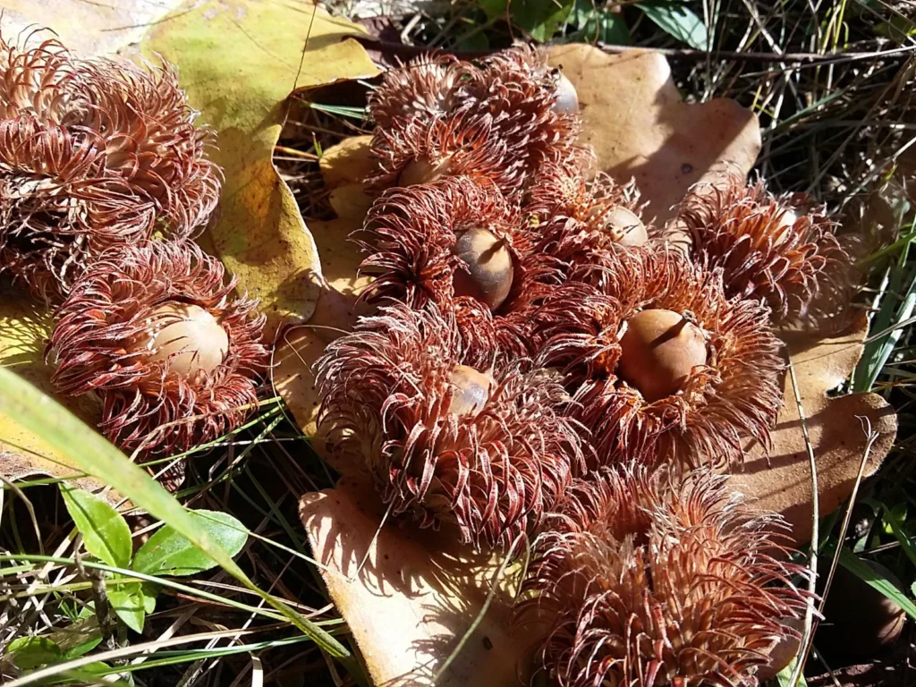Japanese Emperor Oak - Quercus dentata