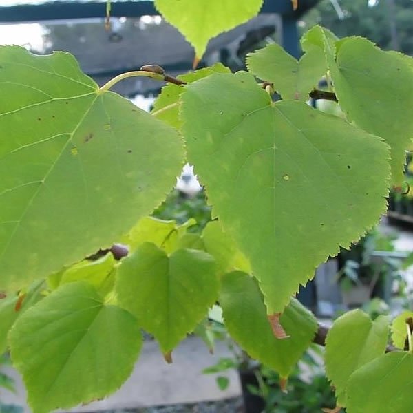 Small-leaved Lime Greenspire - Tilia cordata Greenspire

