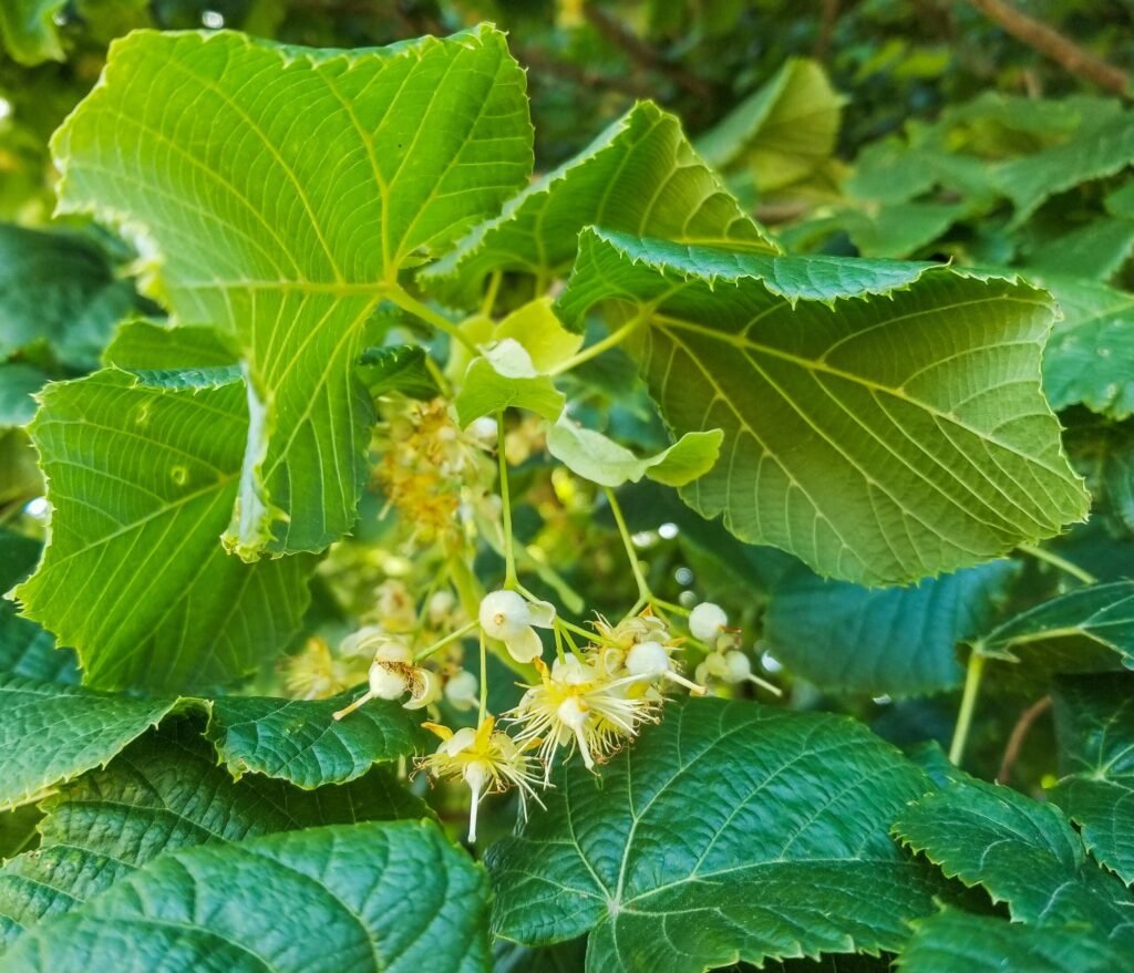Large Leaved Lime - Tilia platyphyllos