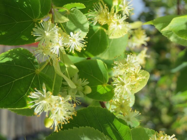 Small-leaved Lime Greenspire - Tilia cordata Greenspire

