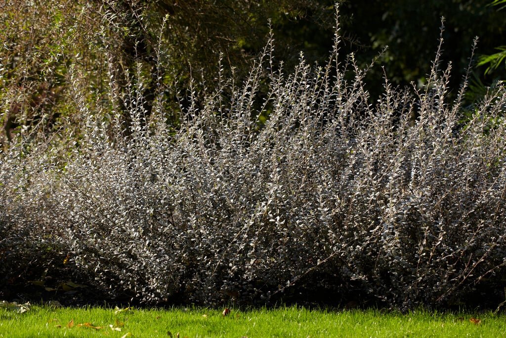 Creeping Willow - Salix repens

