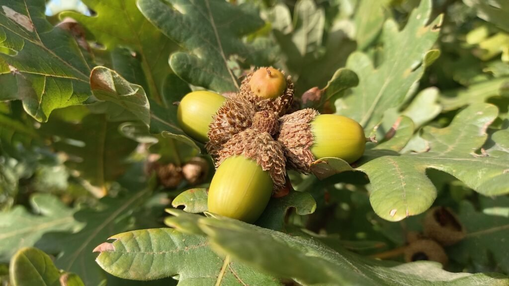 Hungarian Oak - Quercus frainetto