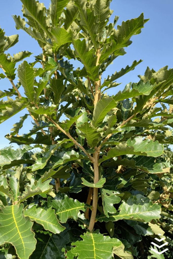 Japanese Emperor Oak - Quercus dentata
