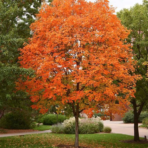 Sugar Maple - Acer saccharum