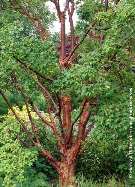 Paperbark Maple - Acer griseum