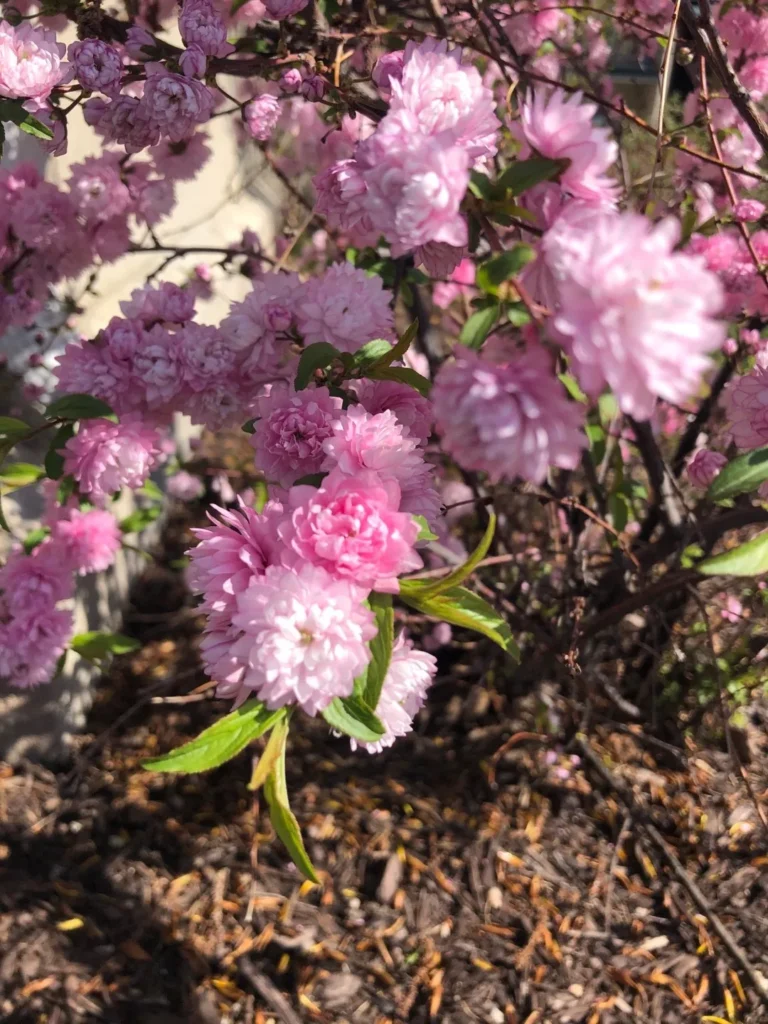 Korean Cherry - Prunus glandulosa
