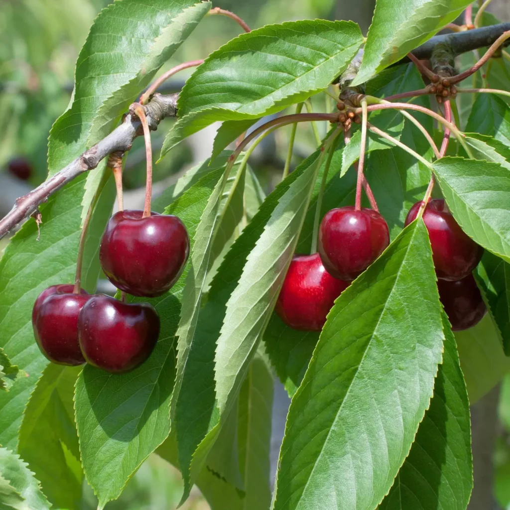 Wild Cherry - Prunus avium