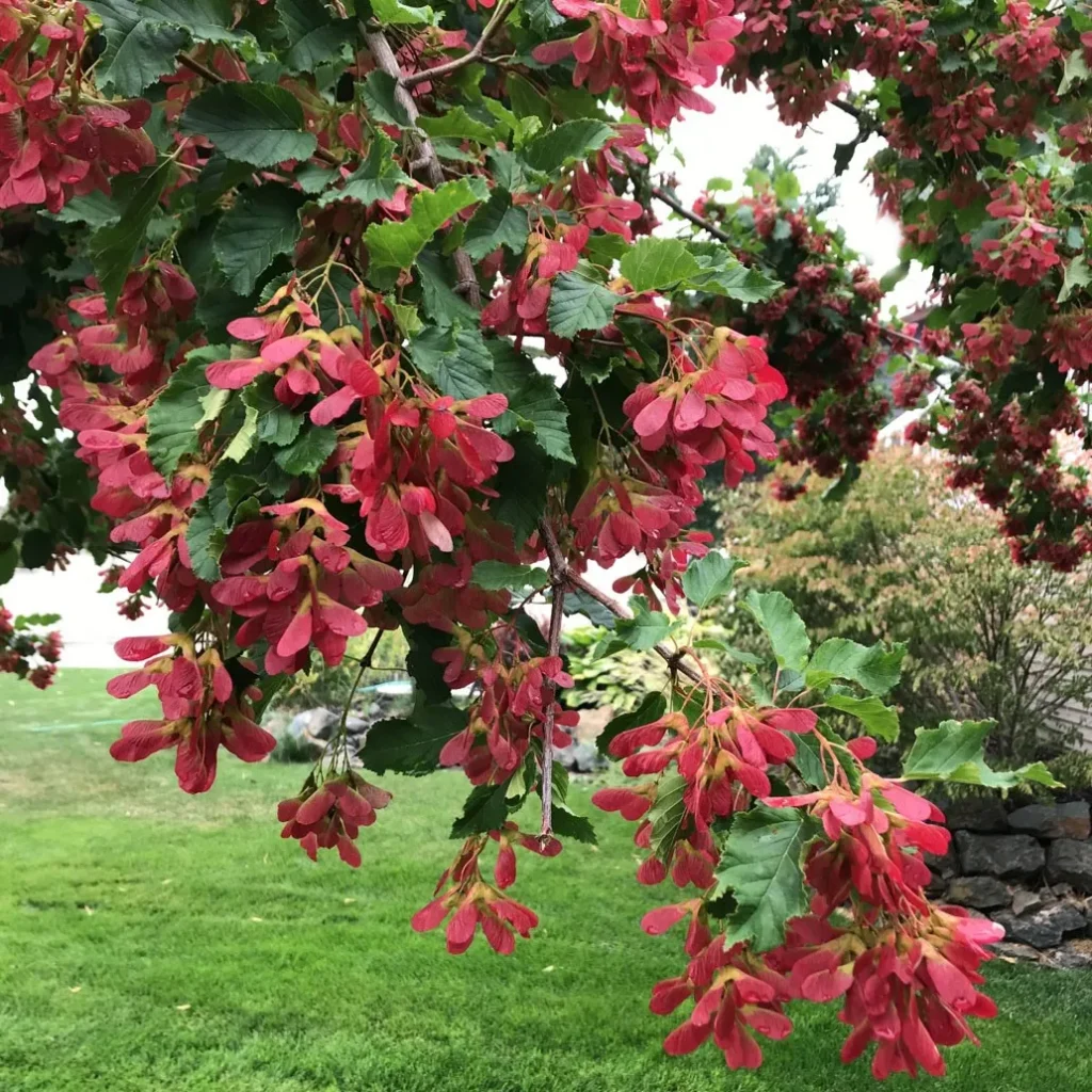 Tatarian Maple - Acer tataricum