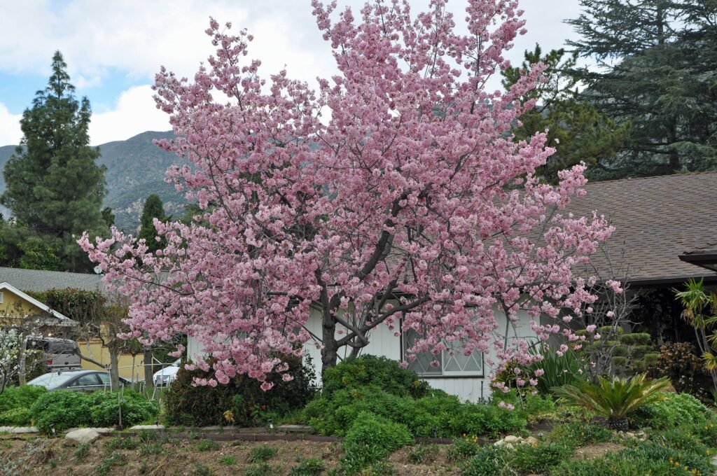 Japanese Flowering Cherry - Prunus serrulata