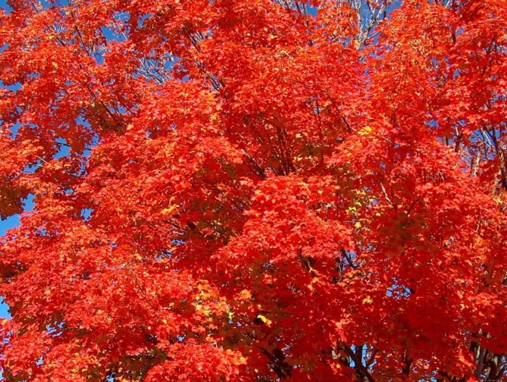 Red Maple - Acer rubrum