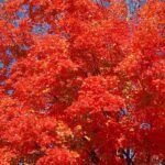 How to grow Red Maple (Acer rubrum)