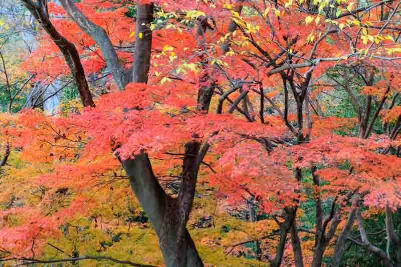 Japanese Maple - Acer palmatum
