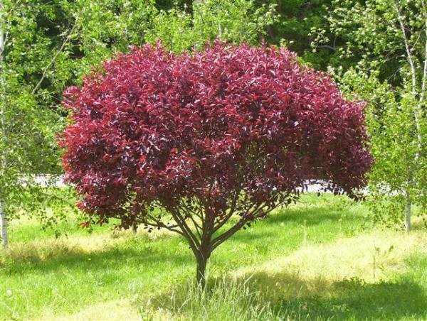 Purple-Leaf Sand Cherry - Prunus x cistena
