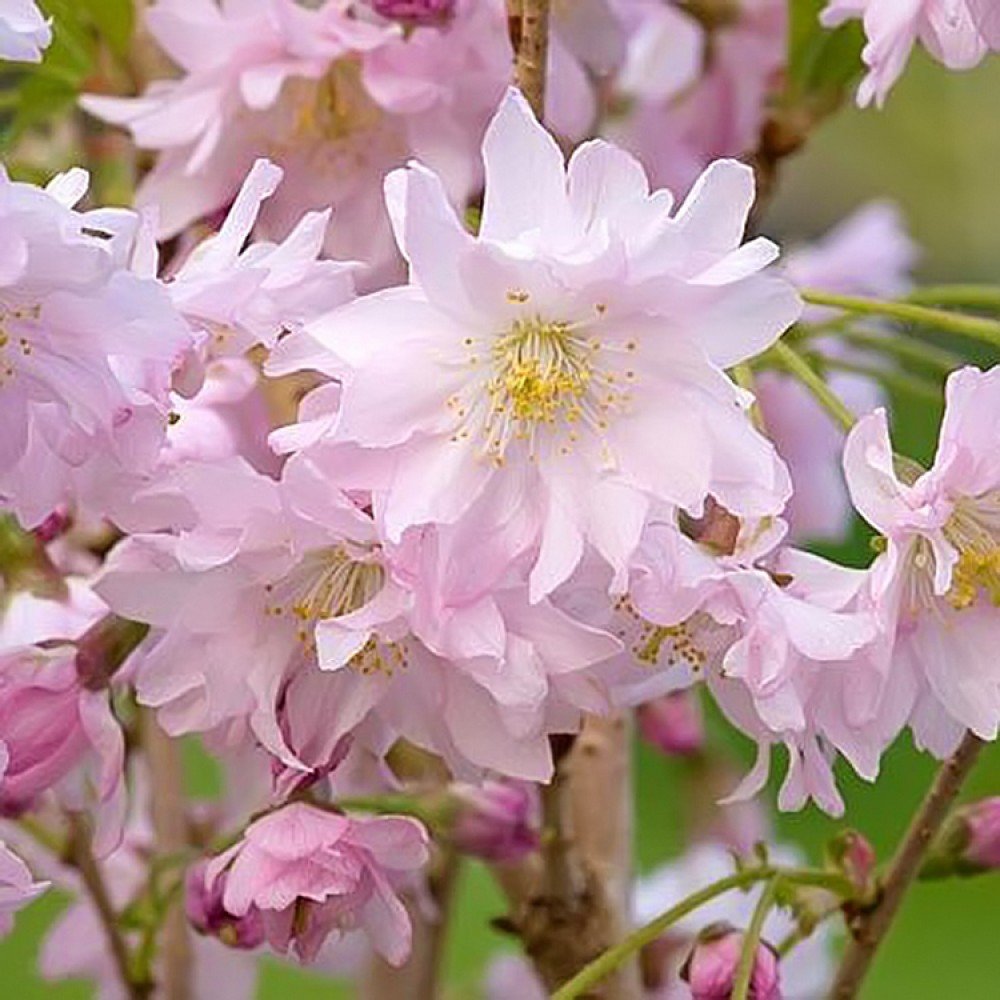 Korean Cherry - Prunus glandulosa