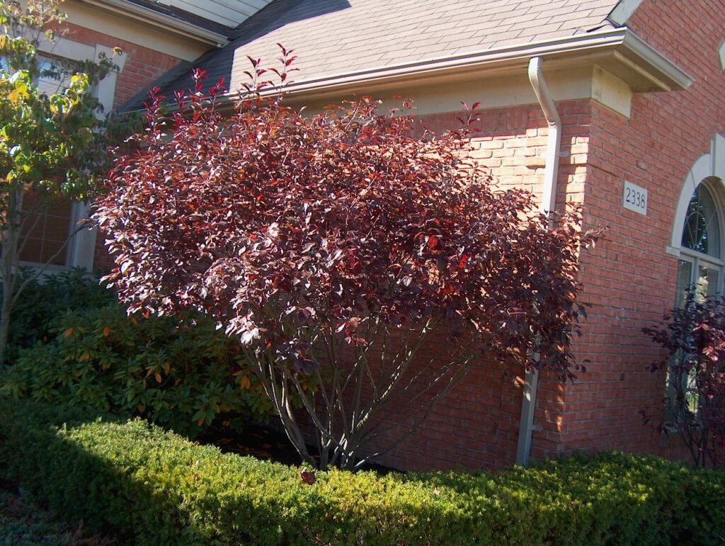 Purple-Leaf Sand Cherry - Prunus x cistena