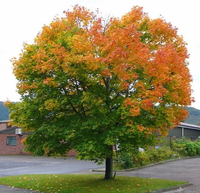 Norway Maple - Acer platanoides
