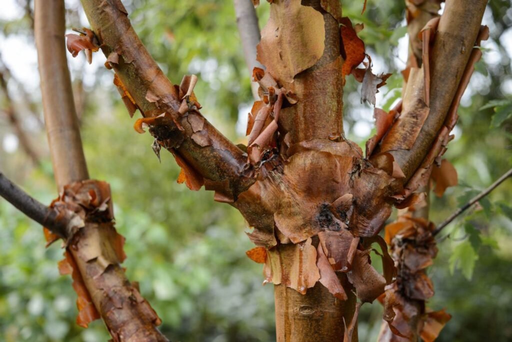 Paperbark Maple - Acer griseum