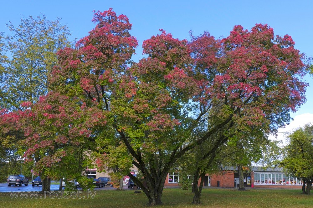 Tatarian Maple - Acer tataricum