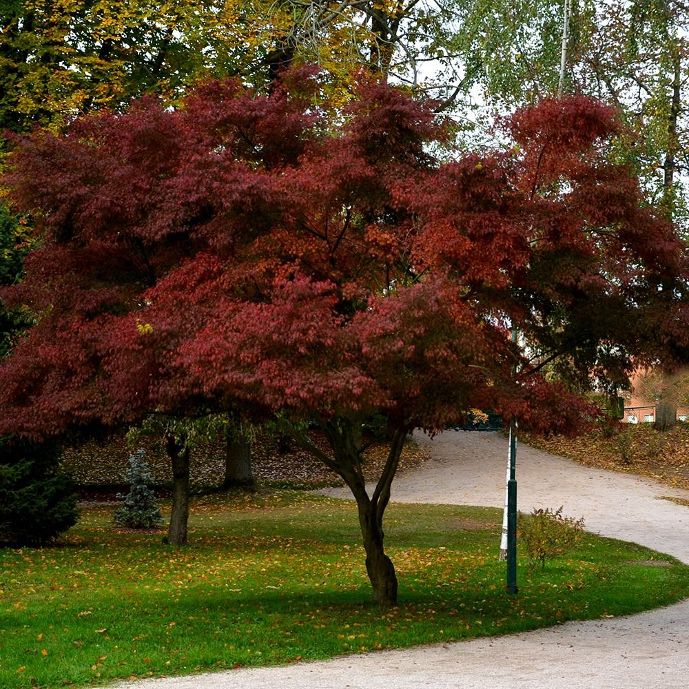 Japanese Maple - Acer palmatum