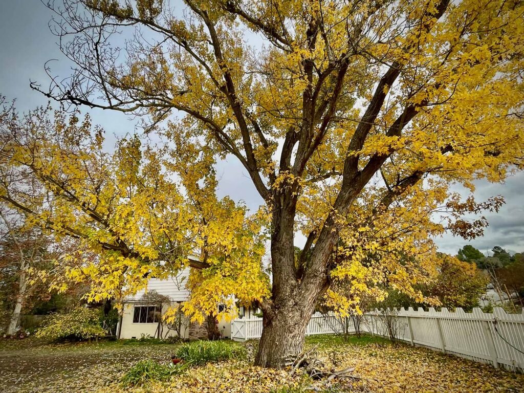 Silver Maple - Acer saccharinum
