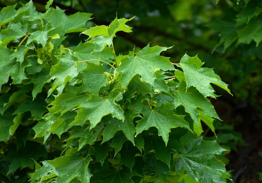 Norway Maple - Acer platanoides