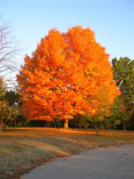 Sugar Maple - Acer saccharum