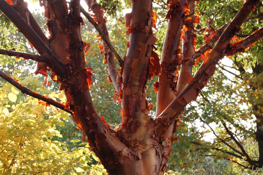 Paperbark Maple - Acer griseum