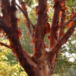 How to grow Paperbark Maple (Acer griseum)
