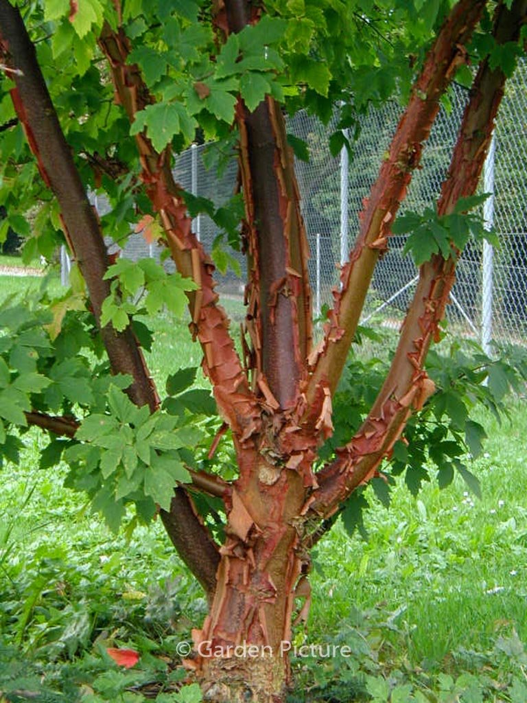Paperbark Maple - Acer griseum