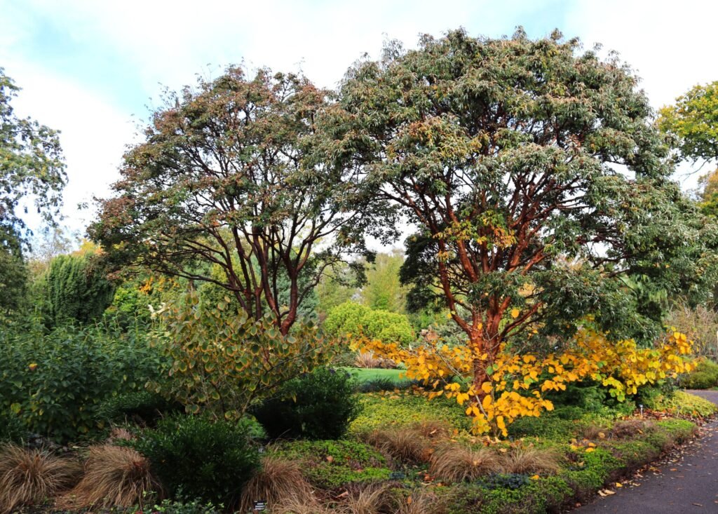 Paperbark Maple - Acer griseum