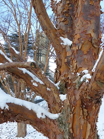 Paperbark Maple - Acer griseum