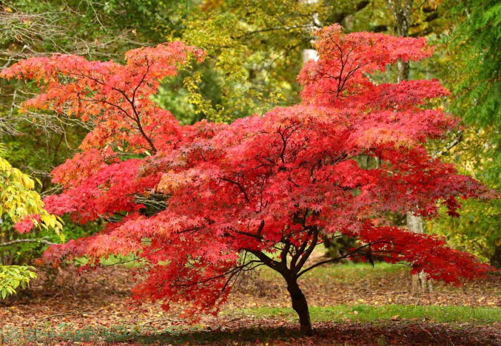 Japanese Maple - Acer palmatum