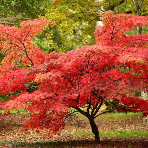 How to grow Japanese Maple (Acer palmatum)