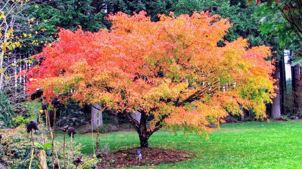 Japanese Maple - Acer palmatum
