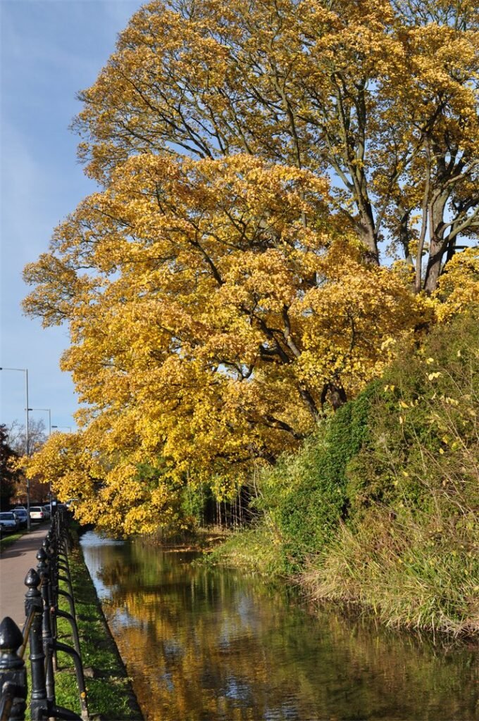 Sycamore Maple - Acer pseudoplatanus