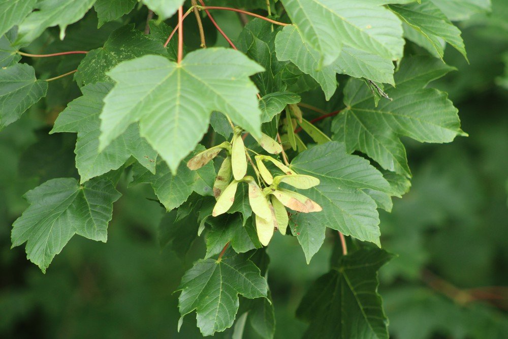 Sycamore Maple - Acer pseudoplatanus