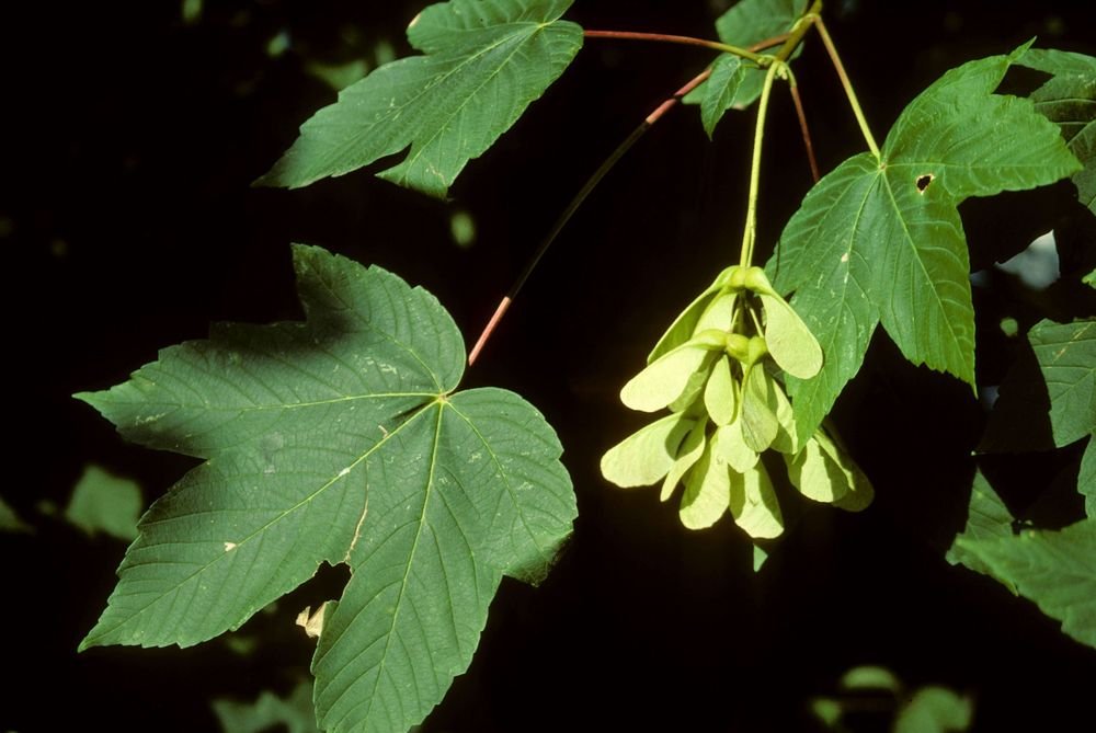 Sycamore Maple - Acer pseudoplatanus