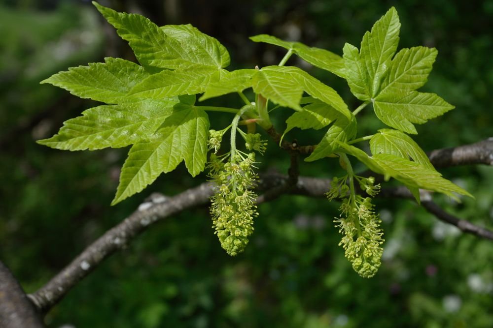 Sycamore Maple - Acer pseudoplatanus