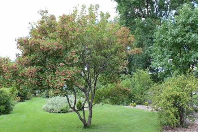 Tatarian Maple - Acer tataricum